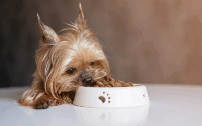 Les meilleurs produits pour chiens à essayer