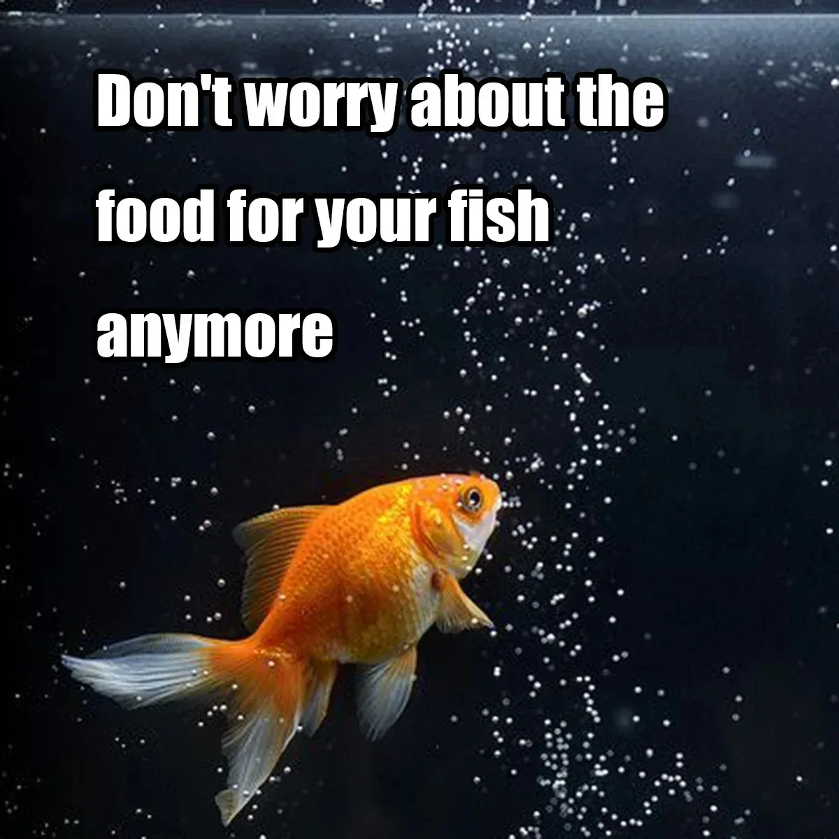 Assurez une alimentation régulière à vos poissons pendant vos absences avec ce distributeur automatique pratique et fiable – Image 6